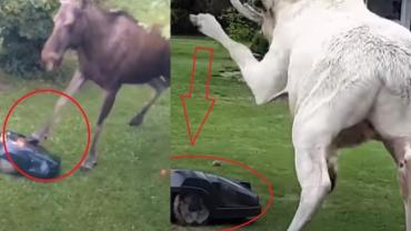 Moose versus robot collage