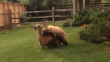 Bear kills deer in backyard