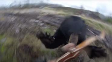 Bear attack on camera