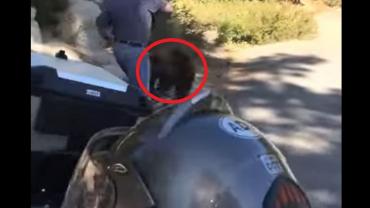 Bear release gone bad