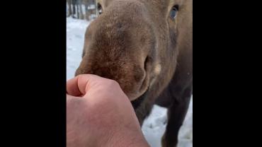 Puppyish Moose