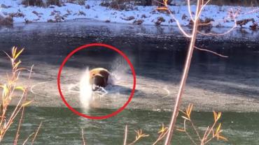 Bear falls through ice