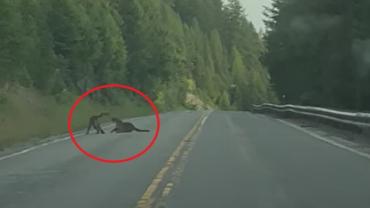 Mountain lions fighting