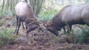 Elk battle