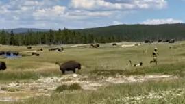 Bison trip