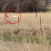 Albino mule deer